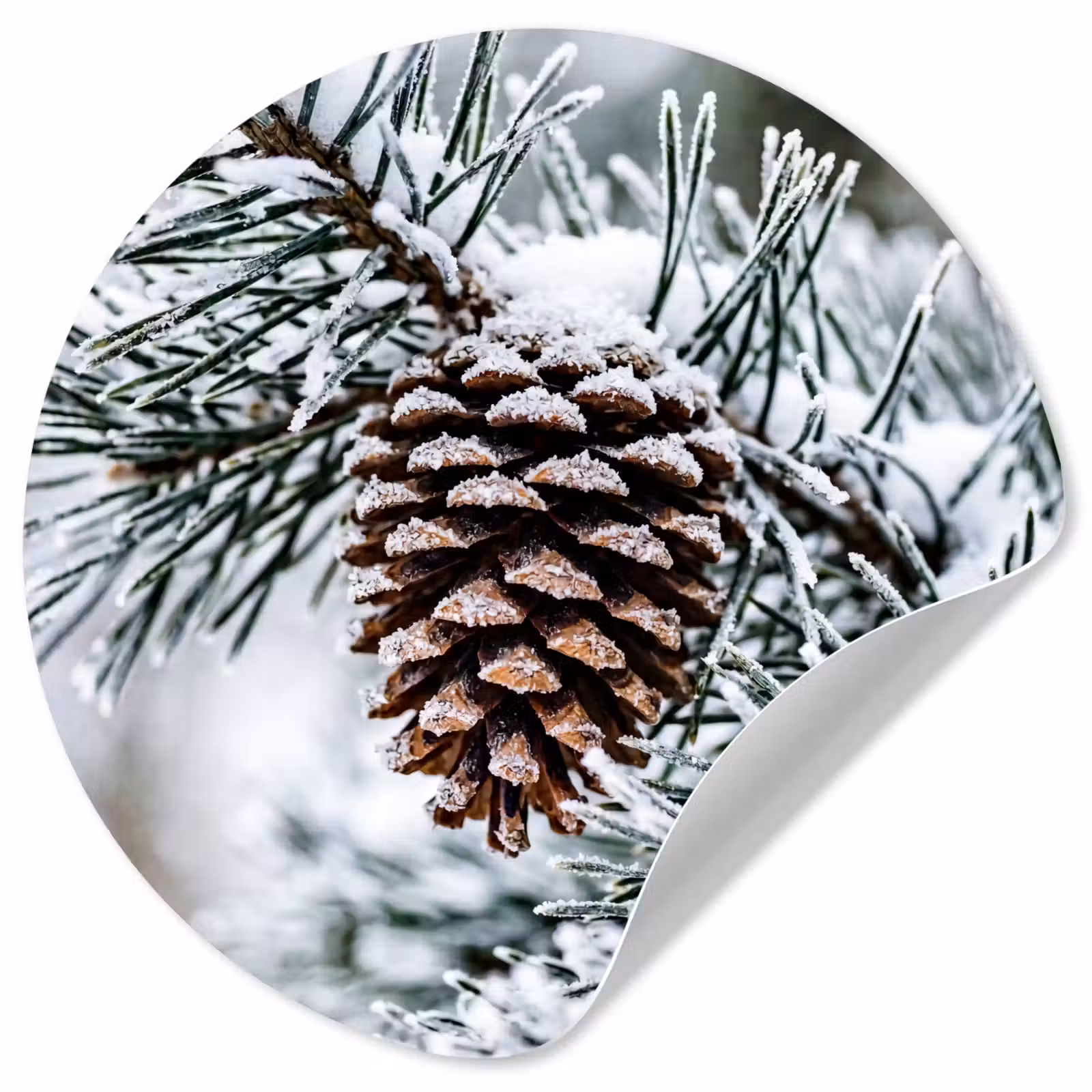 Behangcirkel - Dennenappel - Tak - Sneeuw - Winter - Sfeervol — 1