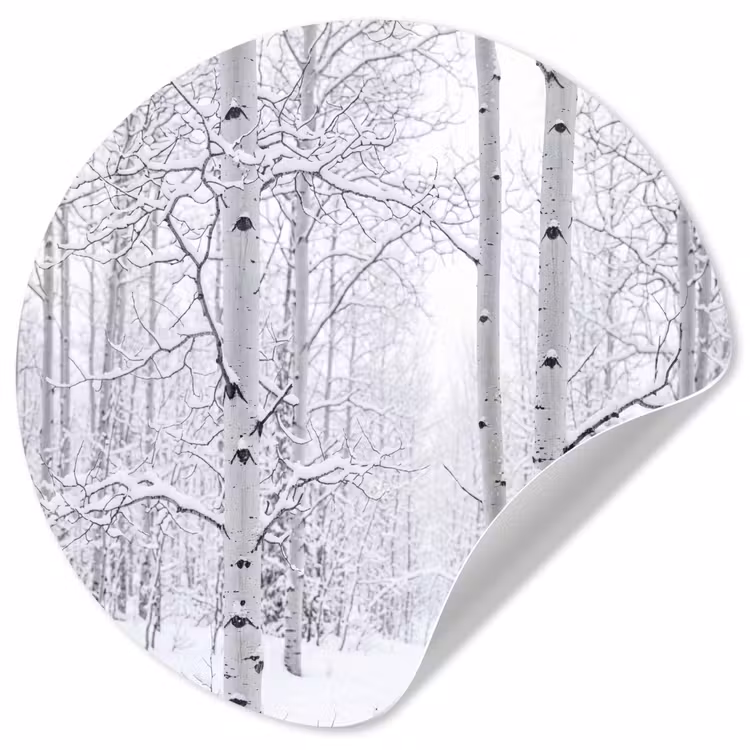 Behangcirkel - Berkenbomen - Sneeuw - Winter - Bos - Wit — 1