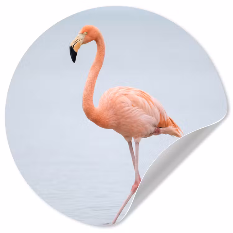 Behangcirkel - Flamingo - Zee - Roze — 1