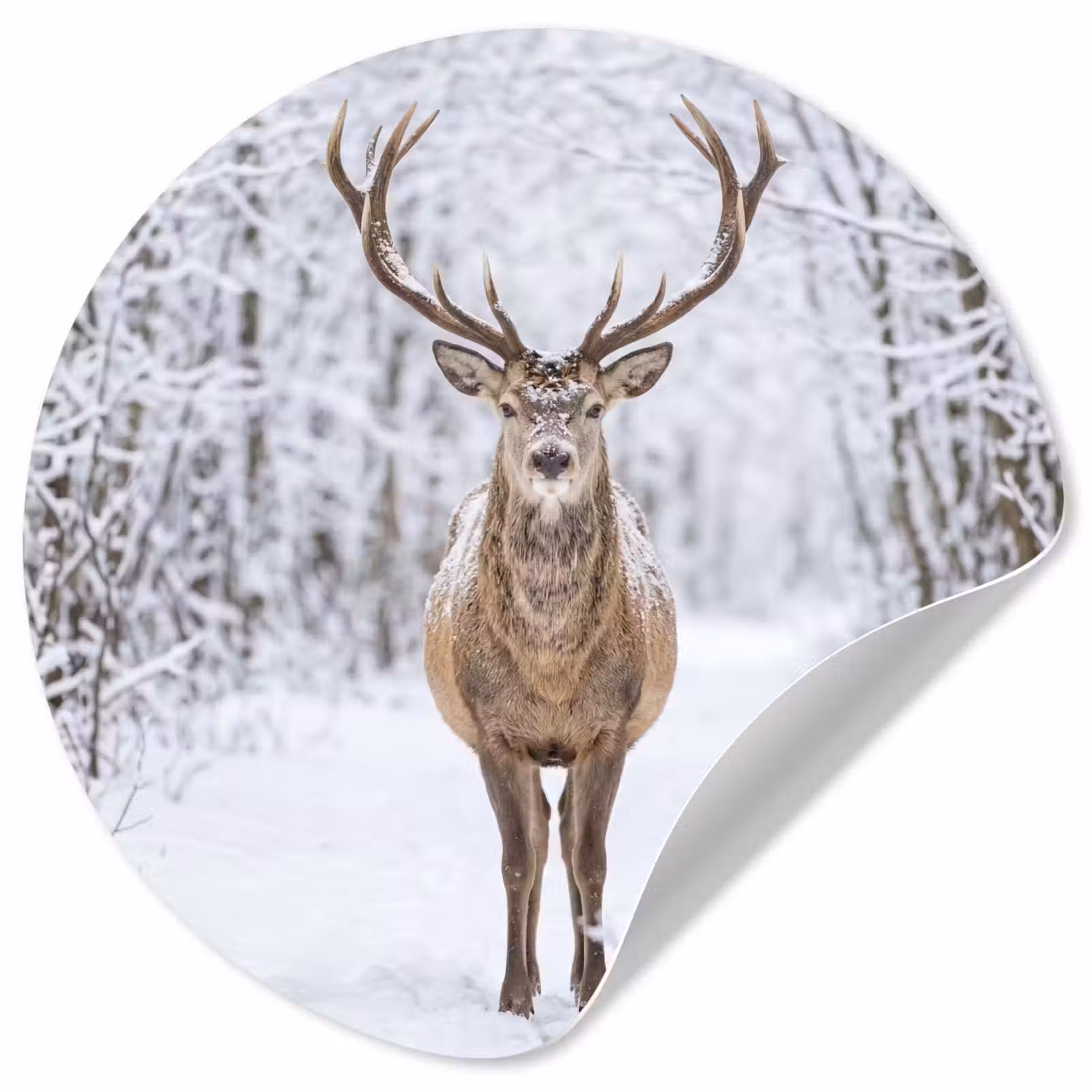 Behangcirkel - Hert - Winter - Bos - Natuur - Wit — 1