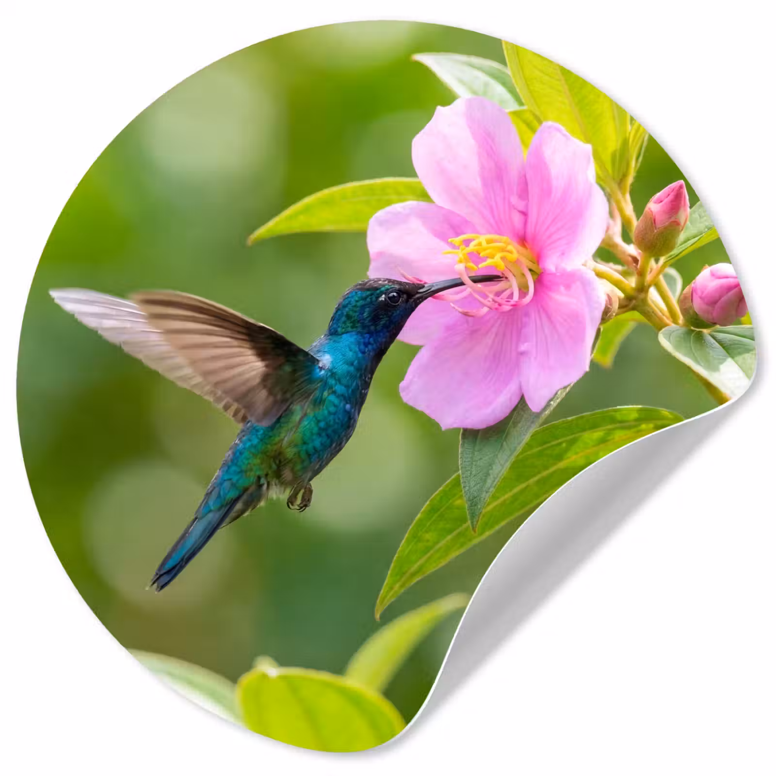 Behangcirkel - Kolibrie - Bloem - Natuur - Groen — 1