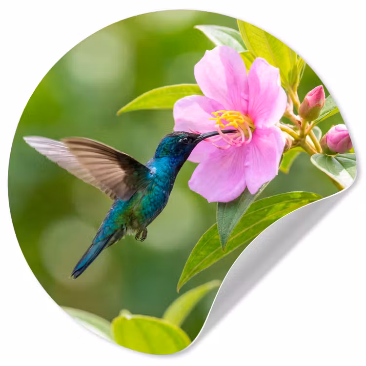 Behangcirkel - Kolibrie - Bloem - Natuur - Groen — 1