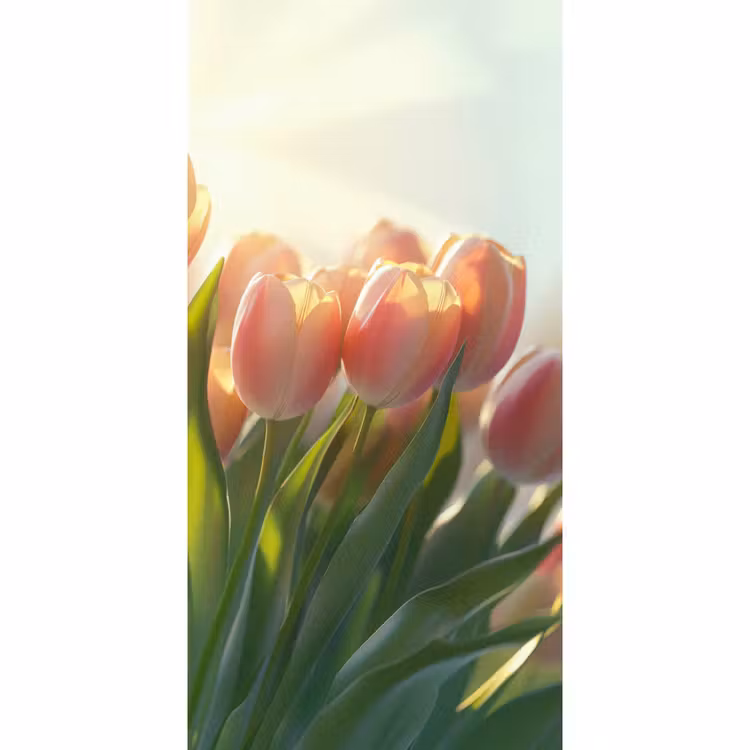 Behang - Tulpen - Roze - Zonnestralen — 2