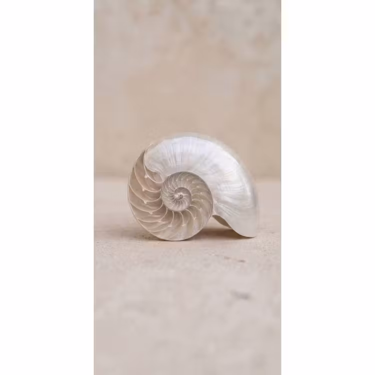 Behang - Schelp - Spiraal - Beige — 2