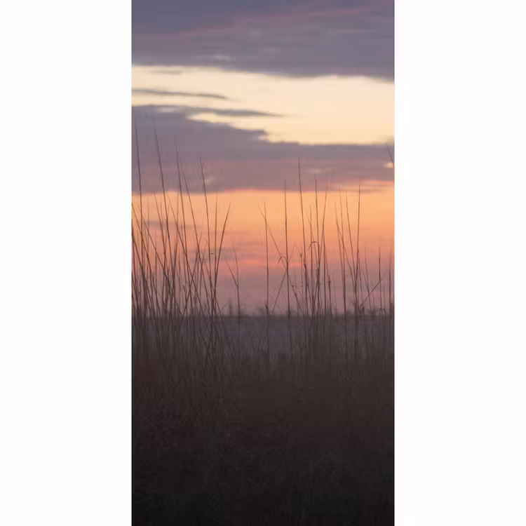 Behang - Natuur - Duin - Plant — 2