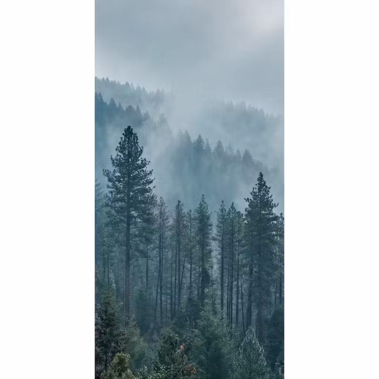 Behang - Naaldwoud - Bergen - Nebel — 2