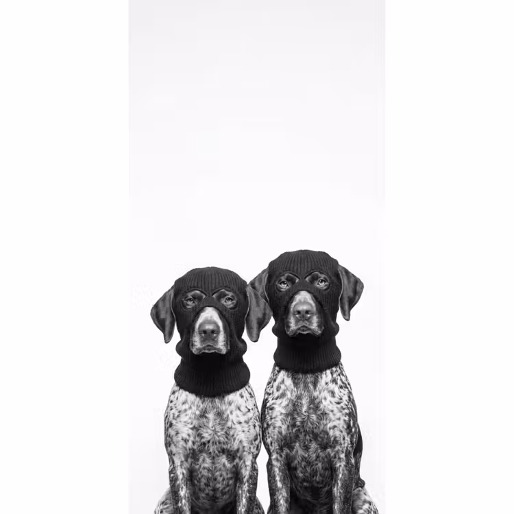 Behang - Honden - Bivakmuts - Zwart - wit — 2