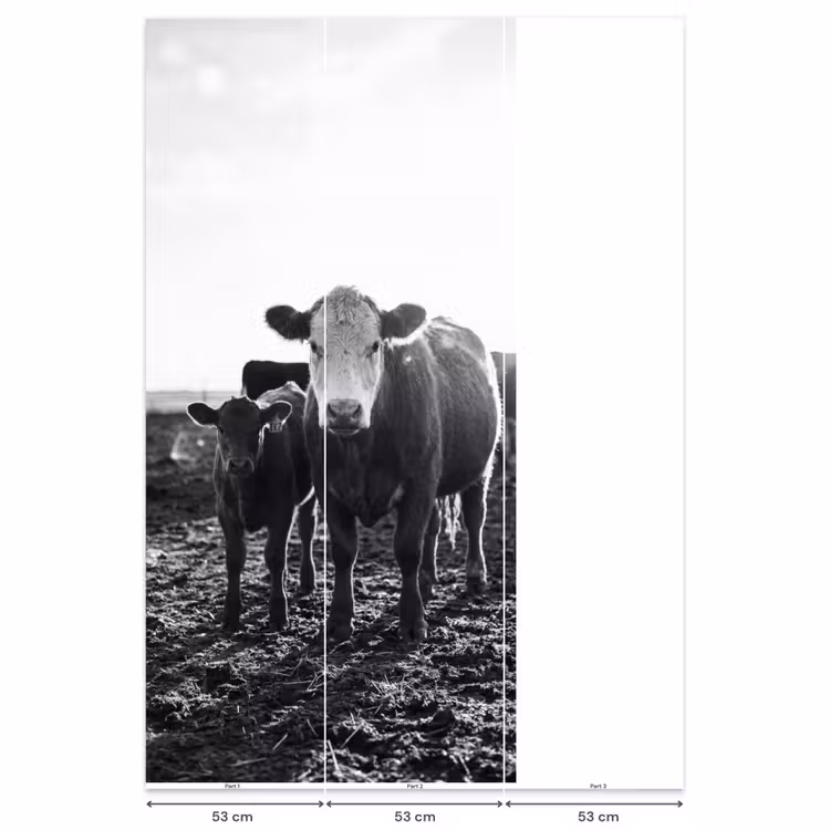 Behang - Koeien - Zwart - Wit — 6