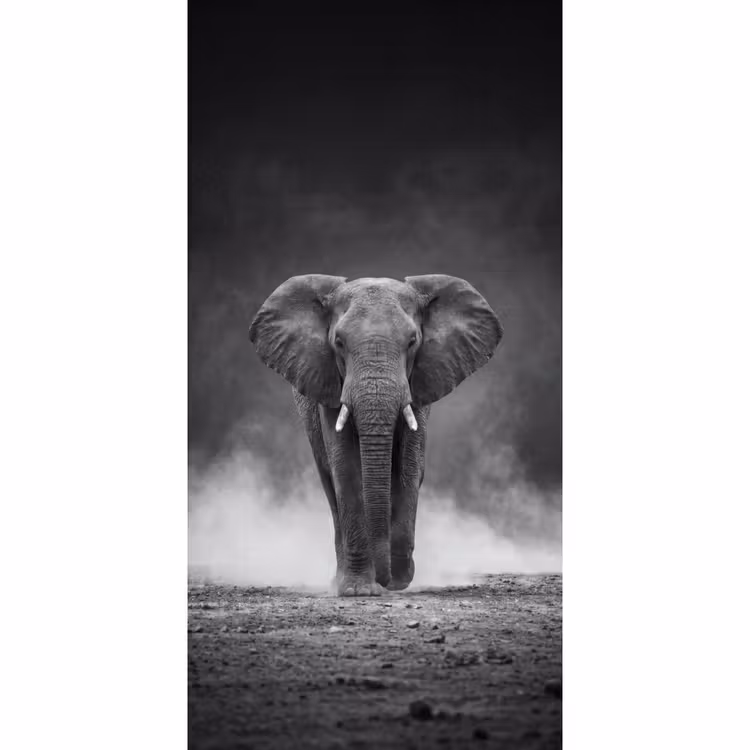 Behang - Olifant - Zwart - Wit - Rook — 2