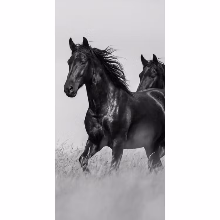 Behang - Paarden - Gras - Zwart - Wit — 2