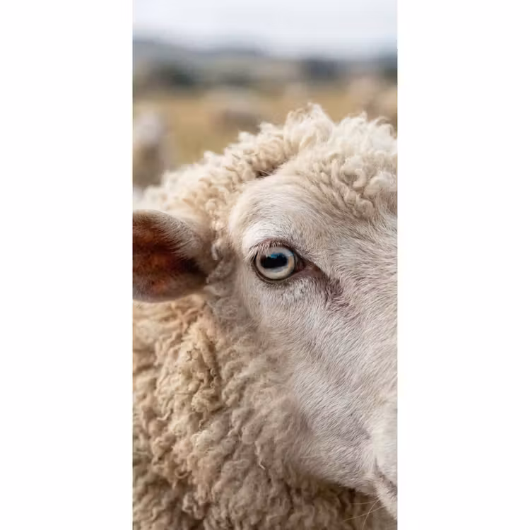 Behang - Schaap - Oog - Wit — 2