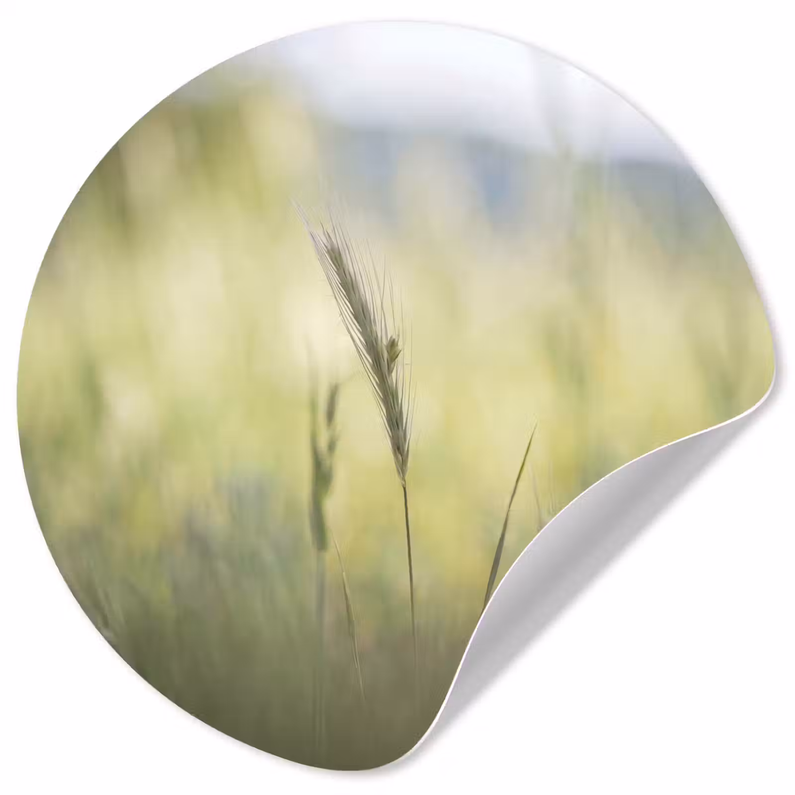 Behangcirkel - Graan - Aar - Natuur - Groen - Detail — 1