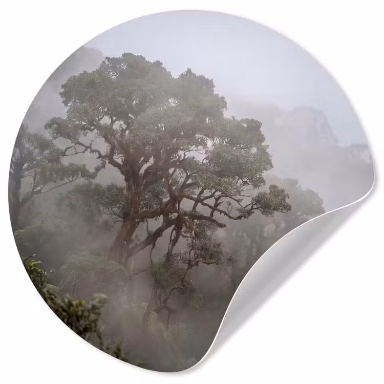 Behangcirkel - Boom - Mistig - Bos - Groen - Natuur — 1
