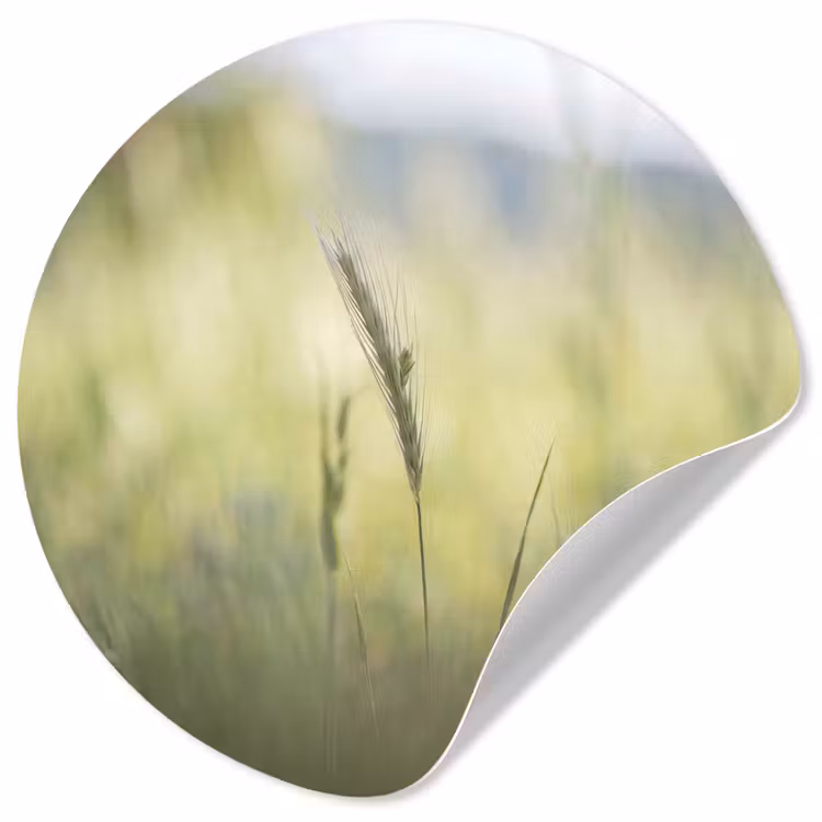 Behangcirkel - Graan - Aar - Natuur - Groen - Detail — 1