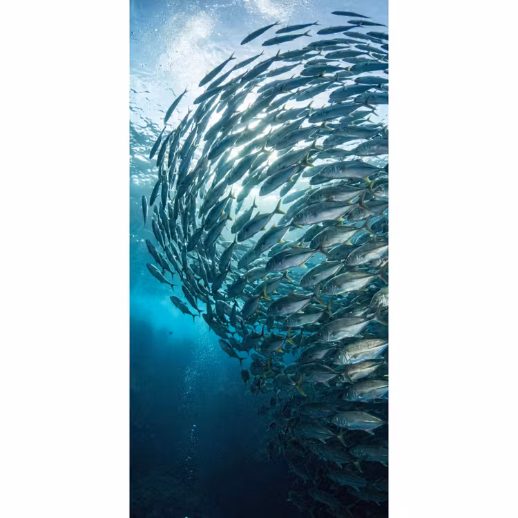 Behang - Vis - School - Oceaan - Natuur - Blauw — 2