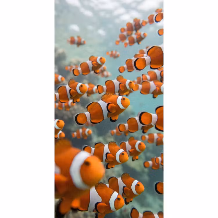 Behang - Vis - School - Onderwater - Dieren - Oranje — 2