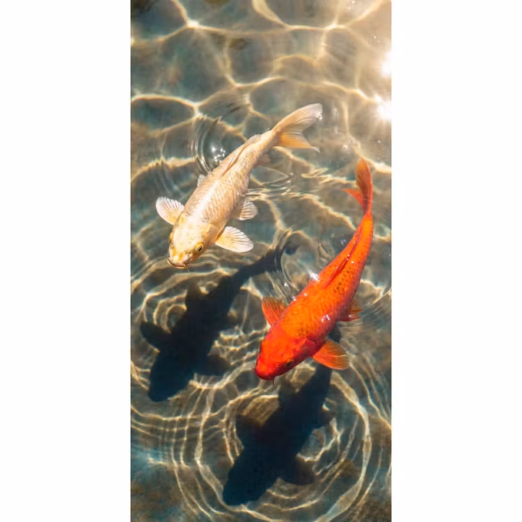 Behang - Vis - Water - Dieren - Oranje - Goud — 2