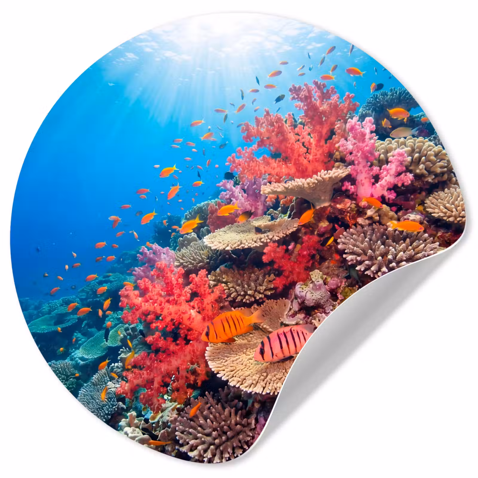 Behangcirkel - Koraalrif - Vissen - Onderwater - Tropisch - Rood — 1