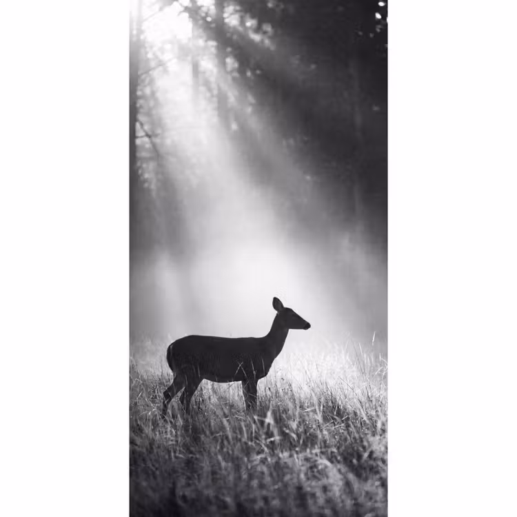 Behang - Hert - Bos - Zonnestralen - Zwart-wit - Natuur — 2