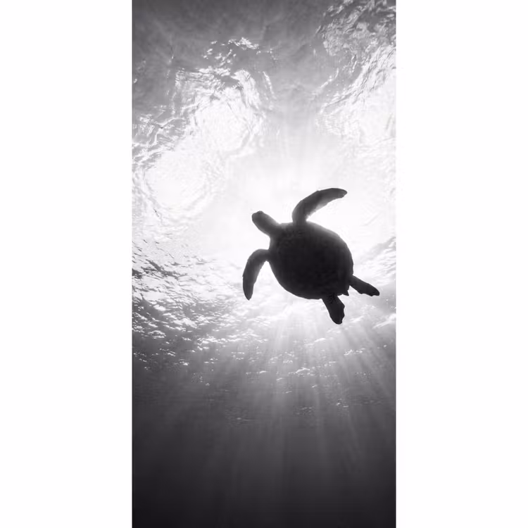 Behang - Schildpad - Onderwater - Lichtstralen - Oceaan - Zwart-wit — 2