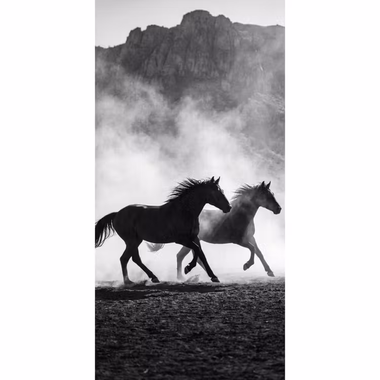 Behang - Paard - Ren - Stof - Zwart-wit - Dieren — 2
