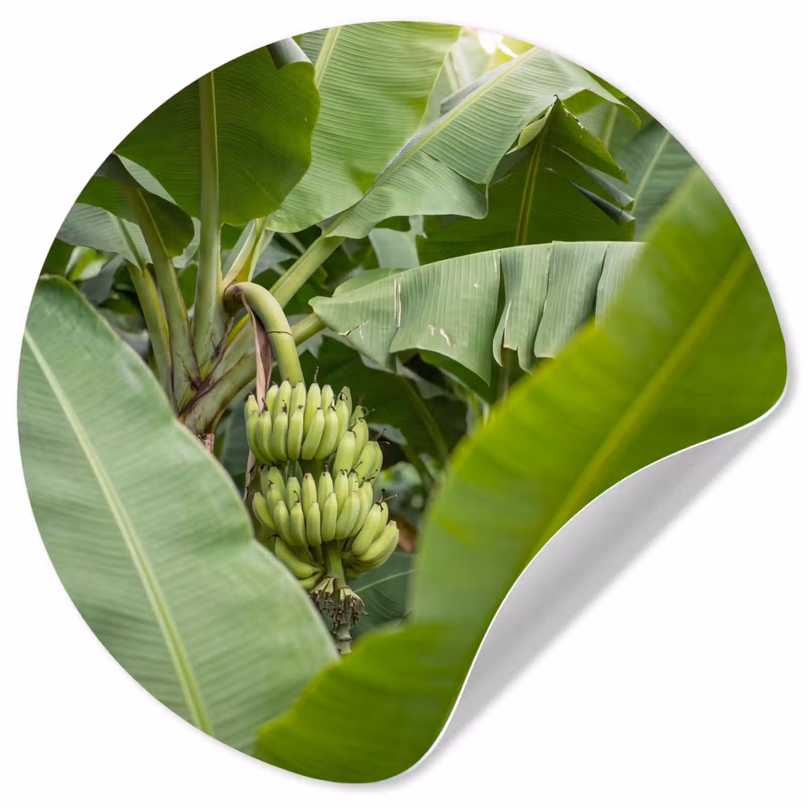 Behangcirkel - Eten - Bananen - Plantage - Groen — 1