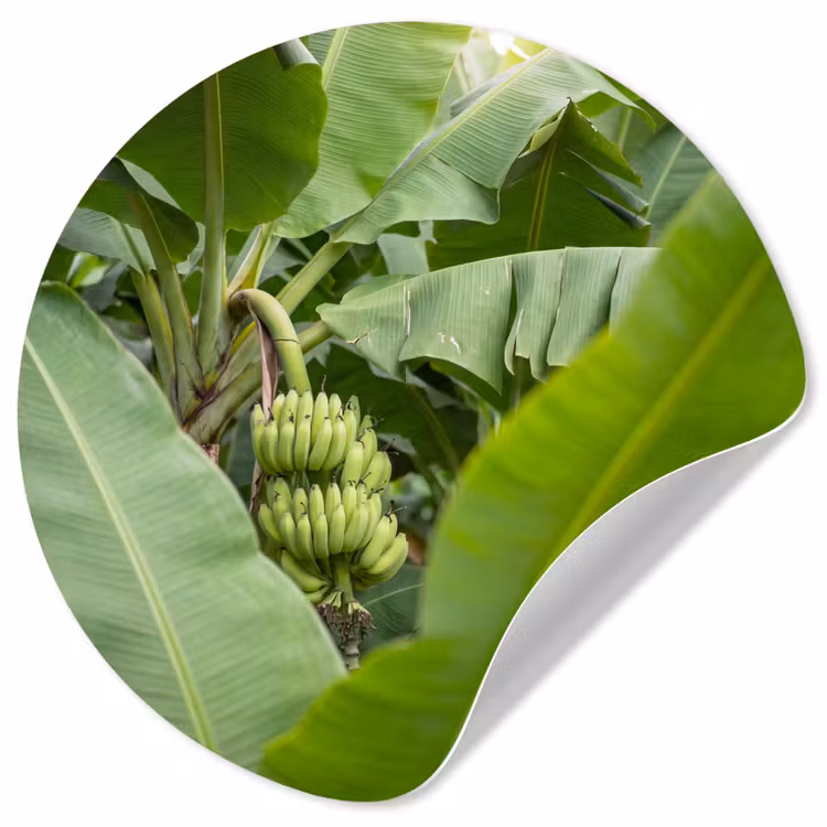 Behangcirkel - Eten - Bananen - Plantage - Groen — 1
