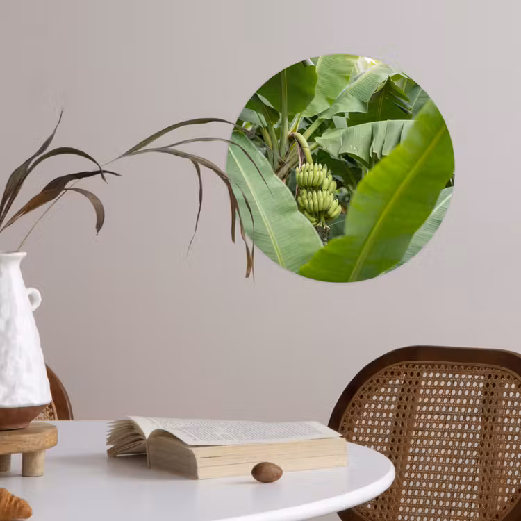 Behangcirkel - Eten - Bananen - Plantage - Groen — 4