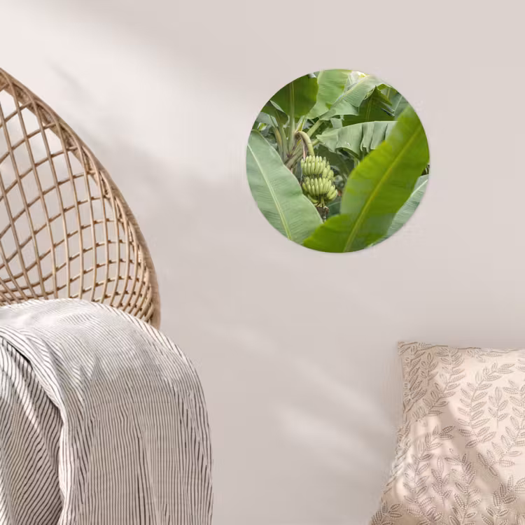 Behangcirkel - Eten - Bananen - Plantage - Groen — 5
