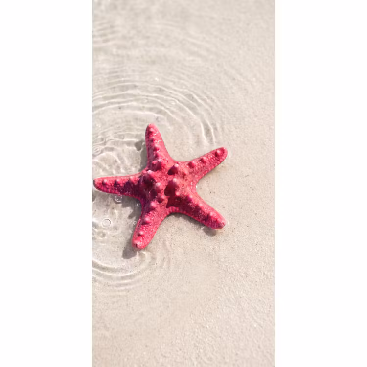 Behang - Zeeleven - Zeester - Strand - Roze - Water — 2