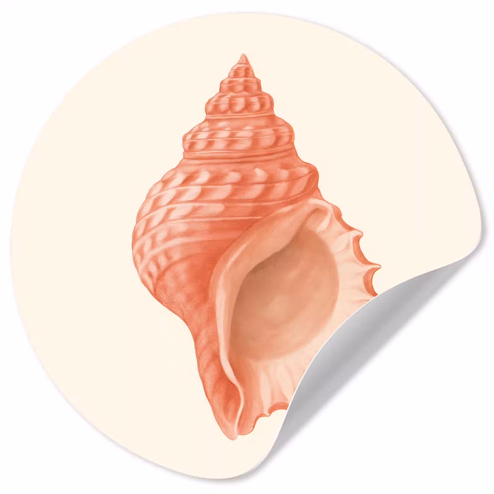 Behangcirkel - Schelp - Roze - Structuur — 1