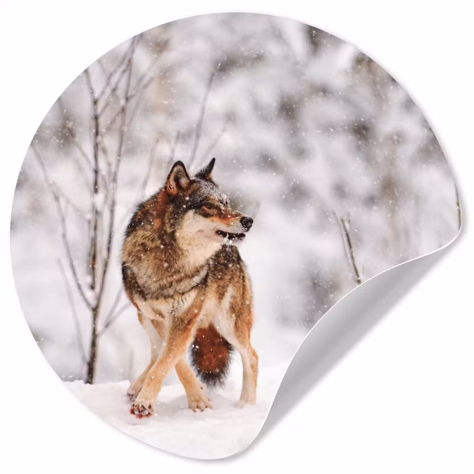 Behangcirkel - Wolf - Winter - Sneeuw - Natuur - Dieren — 1