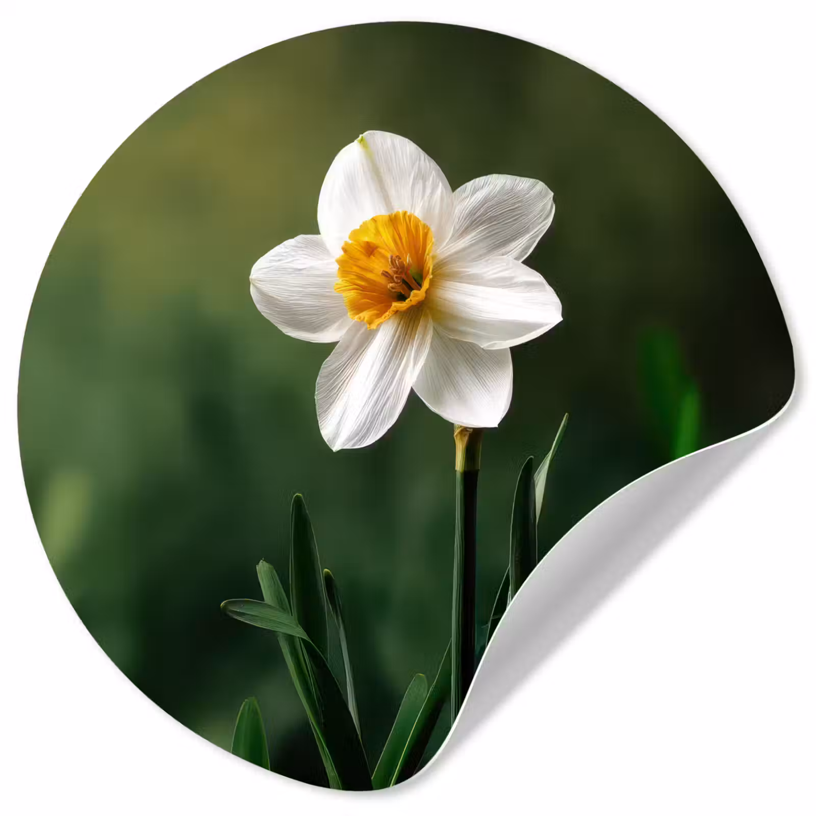 Behangcirkel - Narcis - Bloem - Wit - Grassprieten — 1