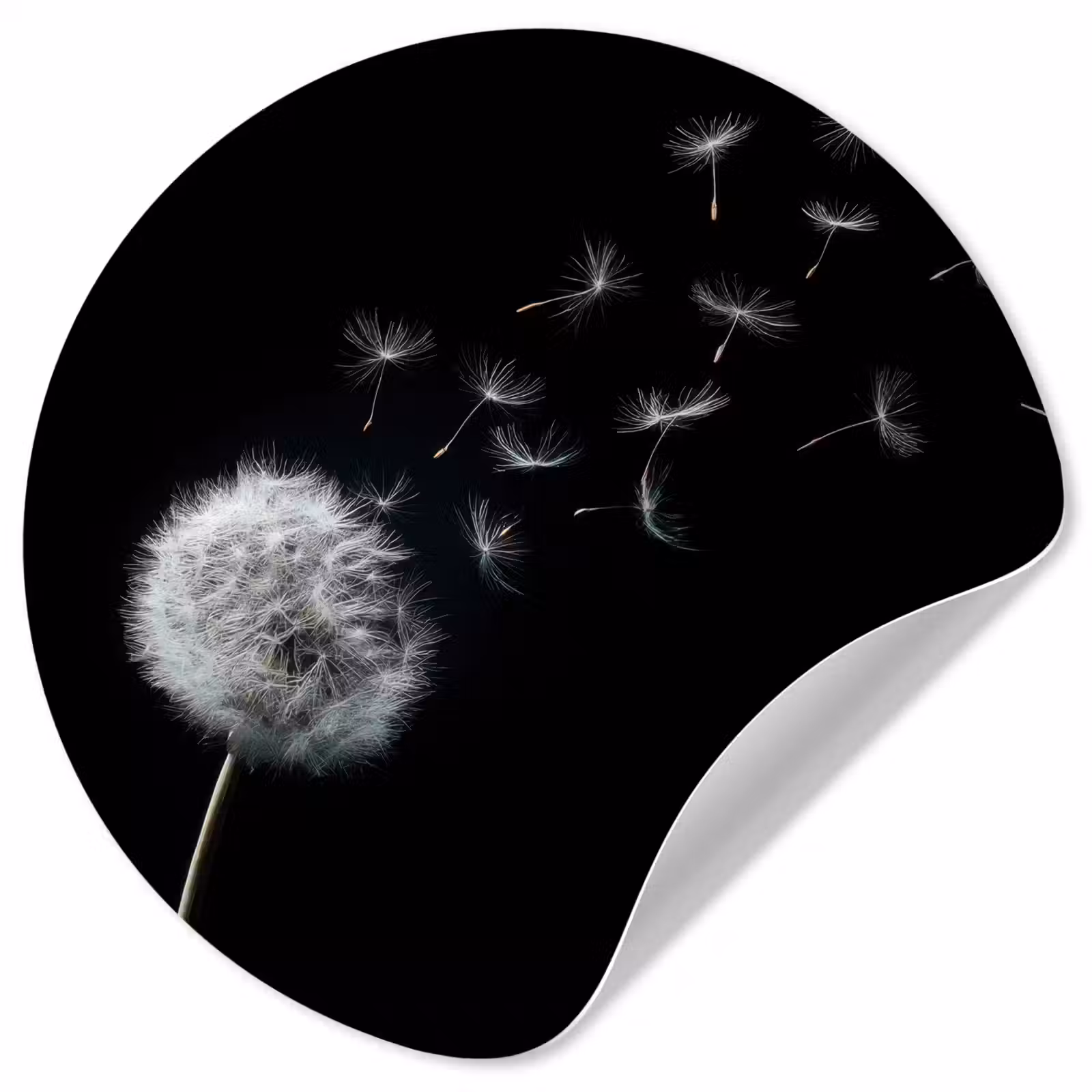 Behangcirkel - Paardenbloem - Zwart - Natuur — 1