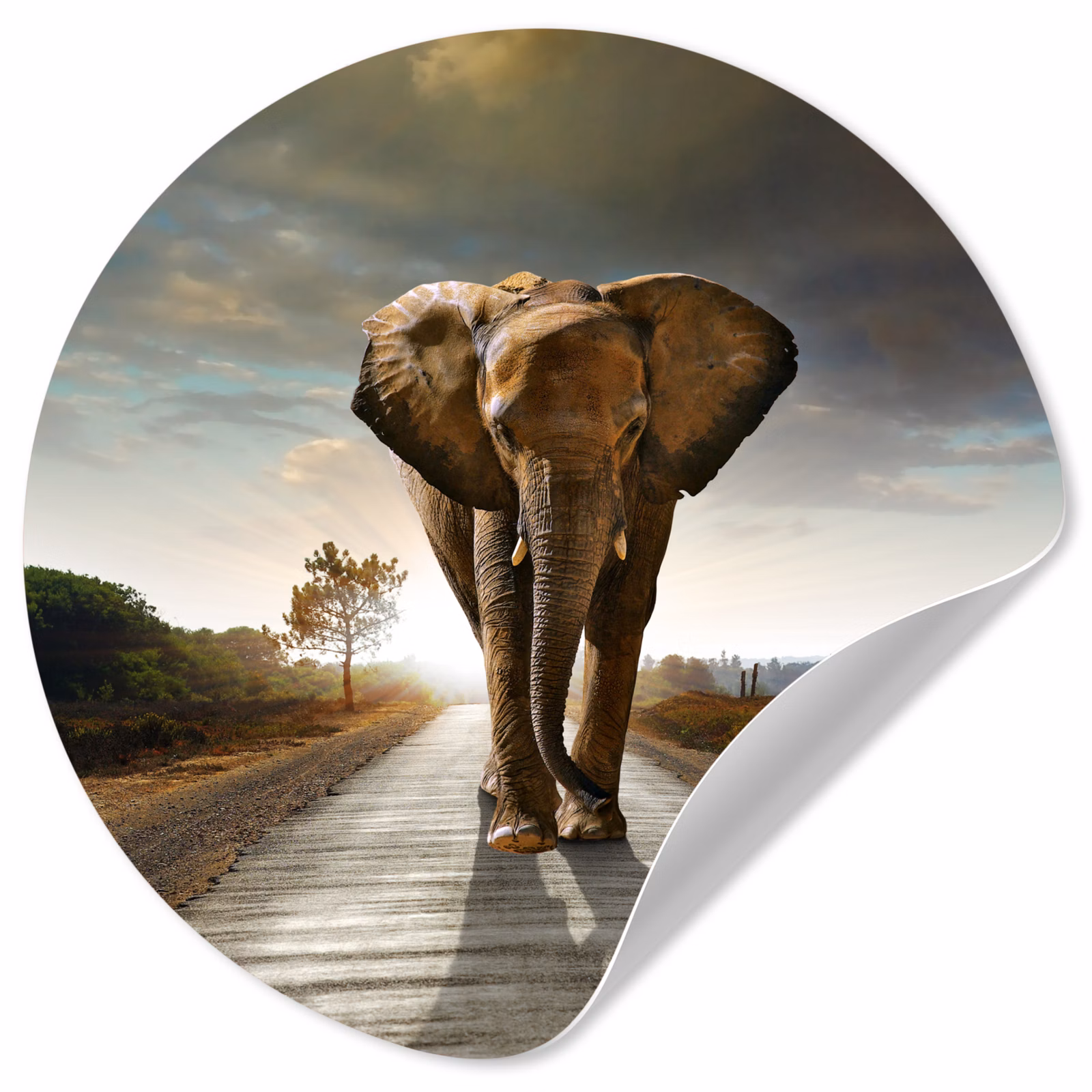 Behangcirkel - Olifant - Weg - Dieren - Zonsondergang - Landschap — 1