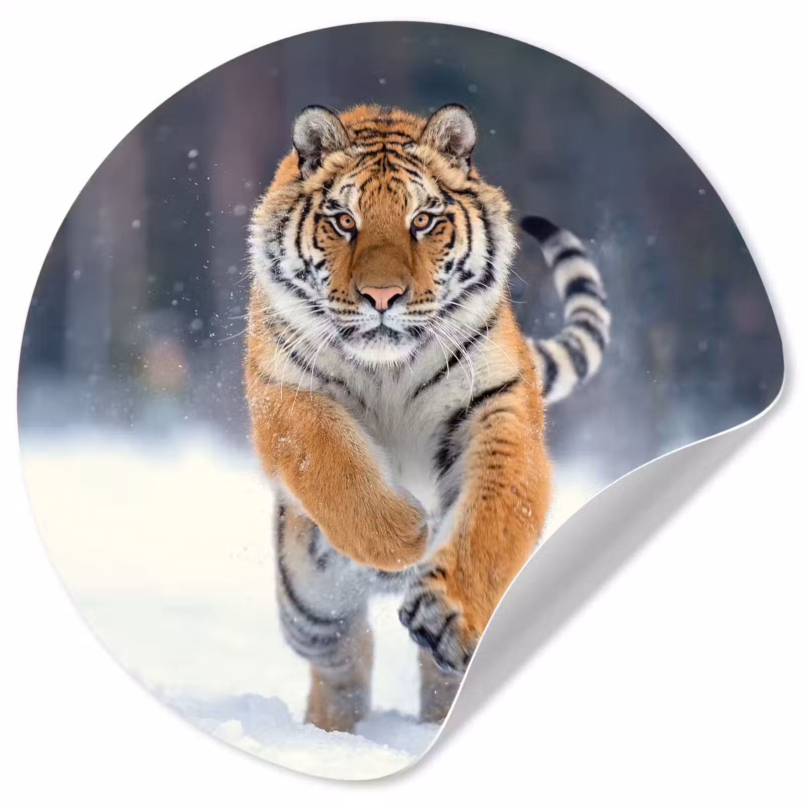 Behangcirkel - Tijger - Landschap - Sneeuw - Winter - Dieren — 1