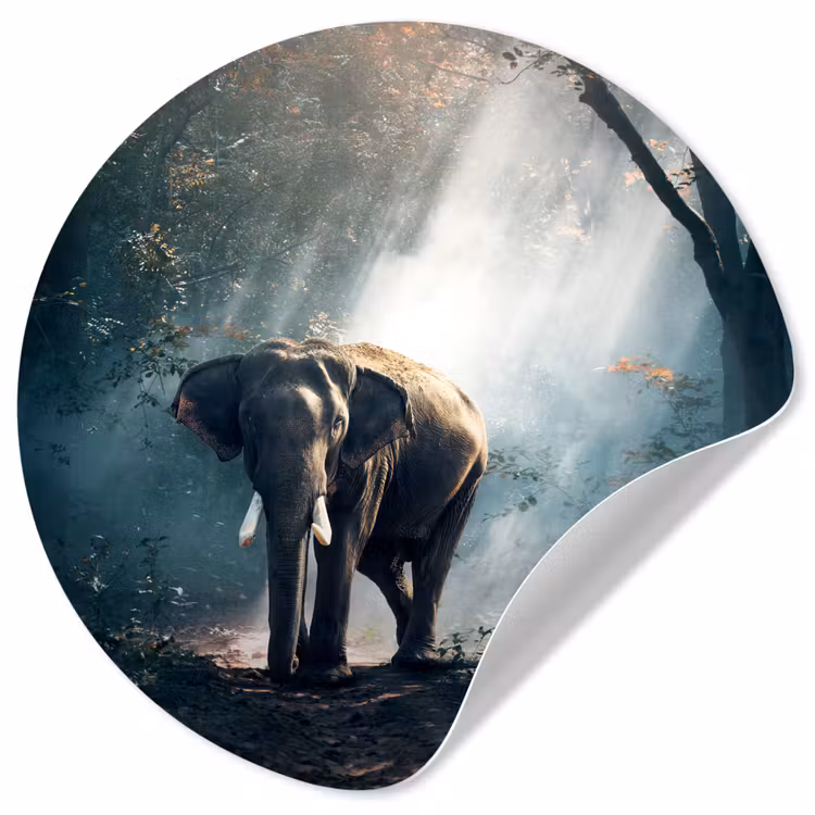 Behangcirkel - Olifant - Dieren - Licht - Bos - Natuur - Wilde dieren — 1