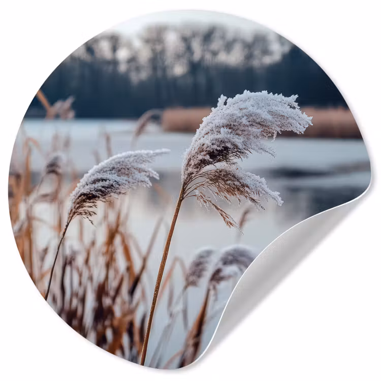 Behangcirkel - Riet - Gras - Natuur - Winter - Meer — 1