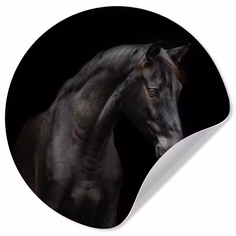 Behangcirkel - Paard - Dieren - Zwart - Portret — 1