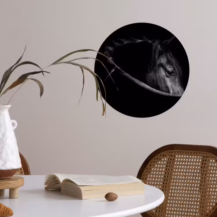 Behangcirkel - Paarden - Portret - Zwart - Dieren — 4