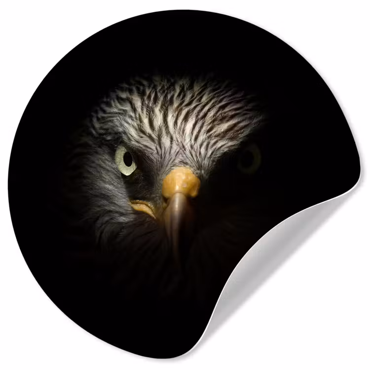 Behangcirkel - Vogel - Adelaar - Roofvogels - Oog - Snavel - Licht — 1