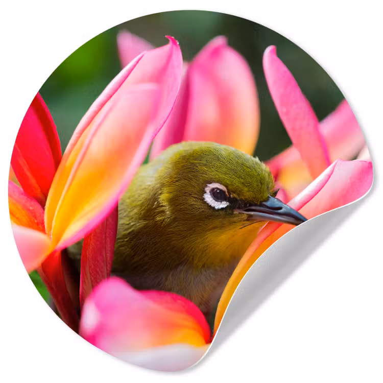 Behangcirkel - Tropische vogel tussen roze bloem — 1
