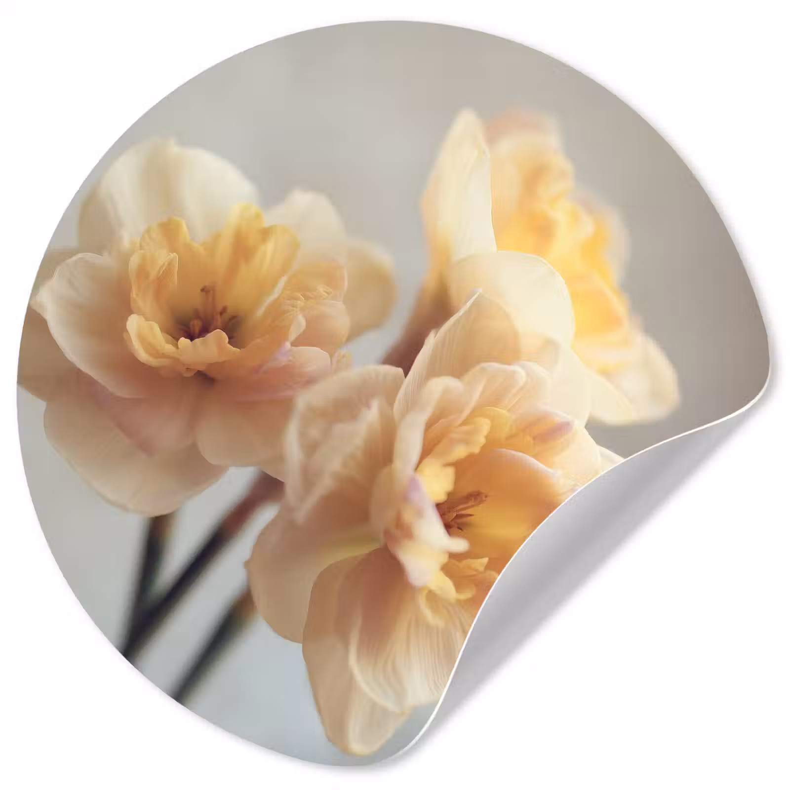 Behangcirkel - Narcissen - Geel - Bloemblaadjes — 1