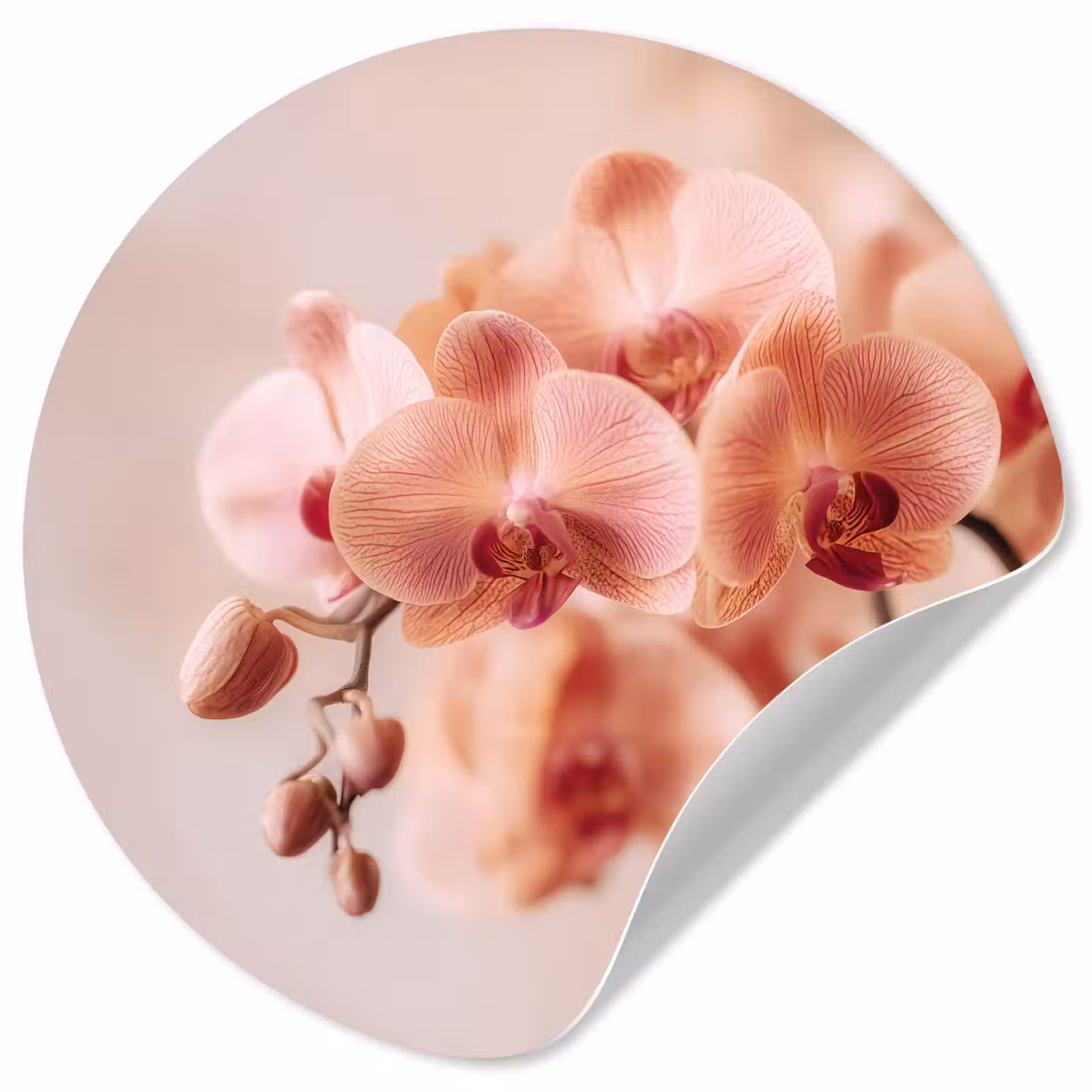 Behangcirkel - Orchidee - Bloemen - Roze - Bloemblaadjes — 1