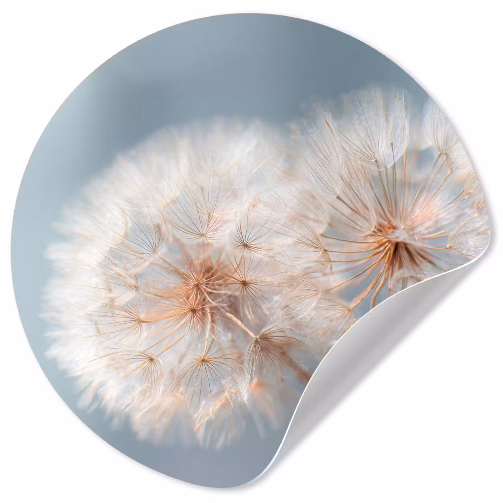 Behangcirkel - Paardenbloemen - Pluisjes - Wit — 1