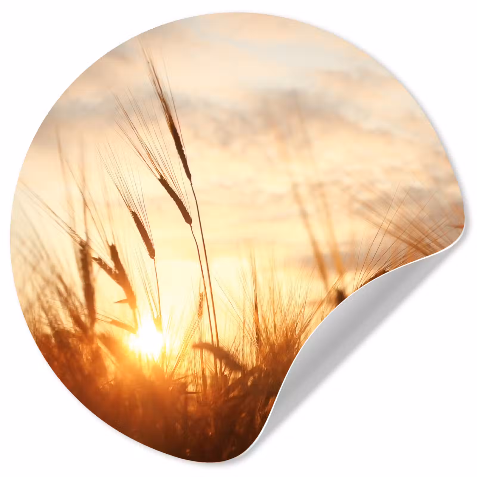 Behangcirkel - Riet - Gras - Zonsondergang - Natuur - Horizon — 1