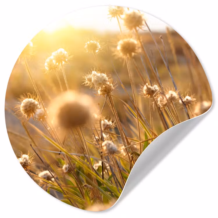 Behangcirkel - Planten - Natuur - Bloemen - Zon - Horizon — 1