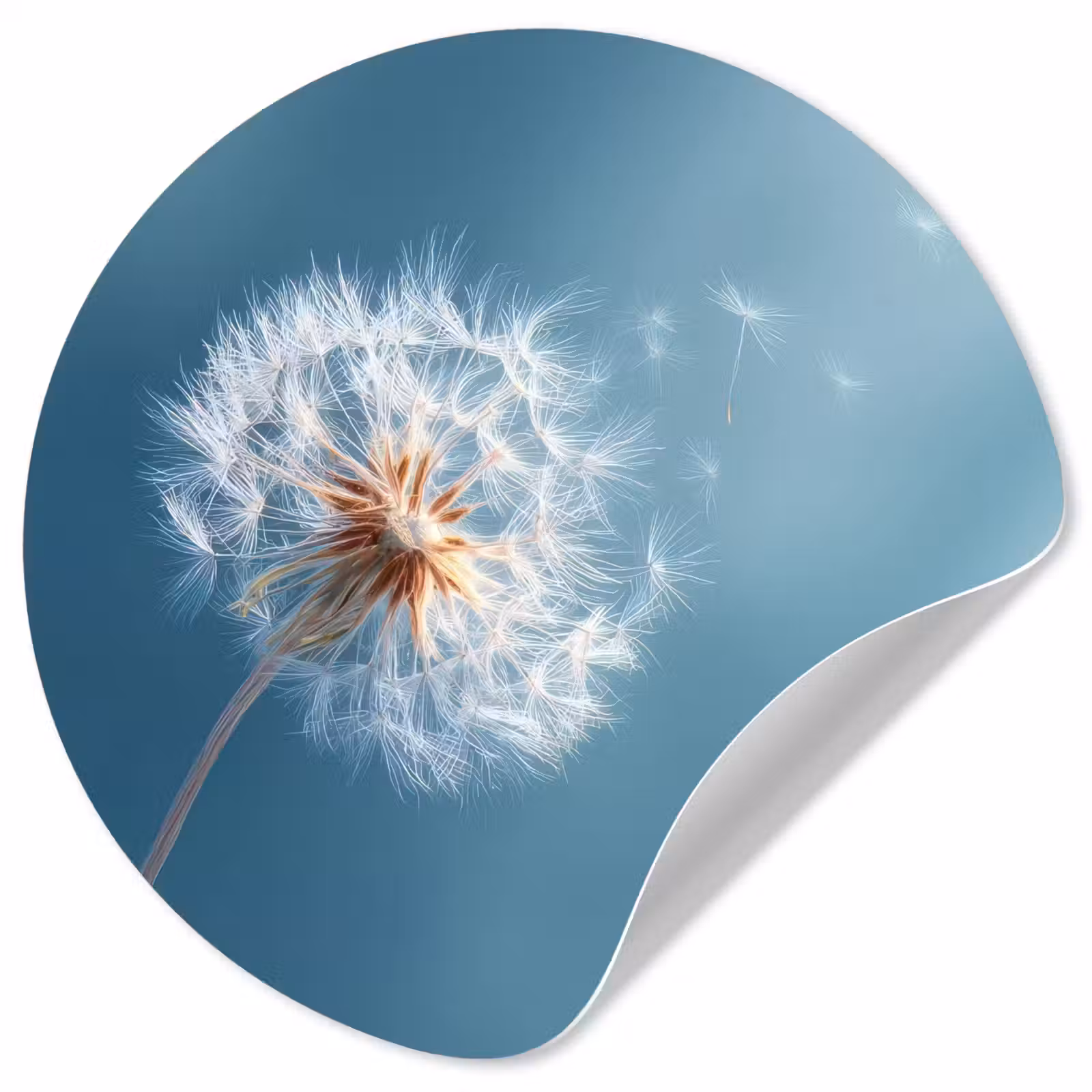 Behangcirkel - Paardenbloem - Wind - Blauw — 1