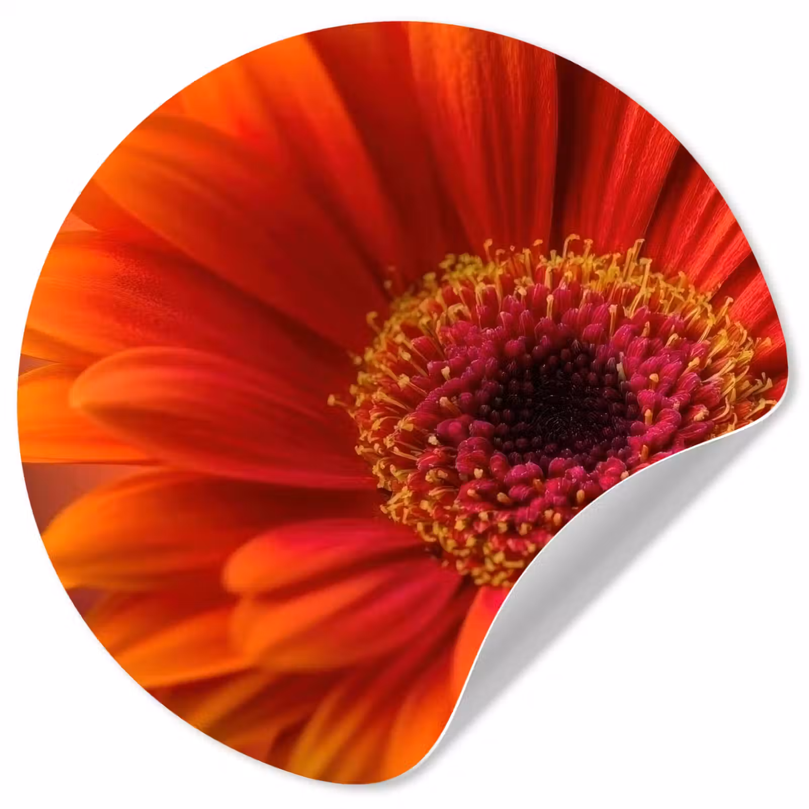 Behangcirkel - Oranje - Gerbera - Intens — 1