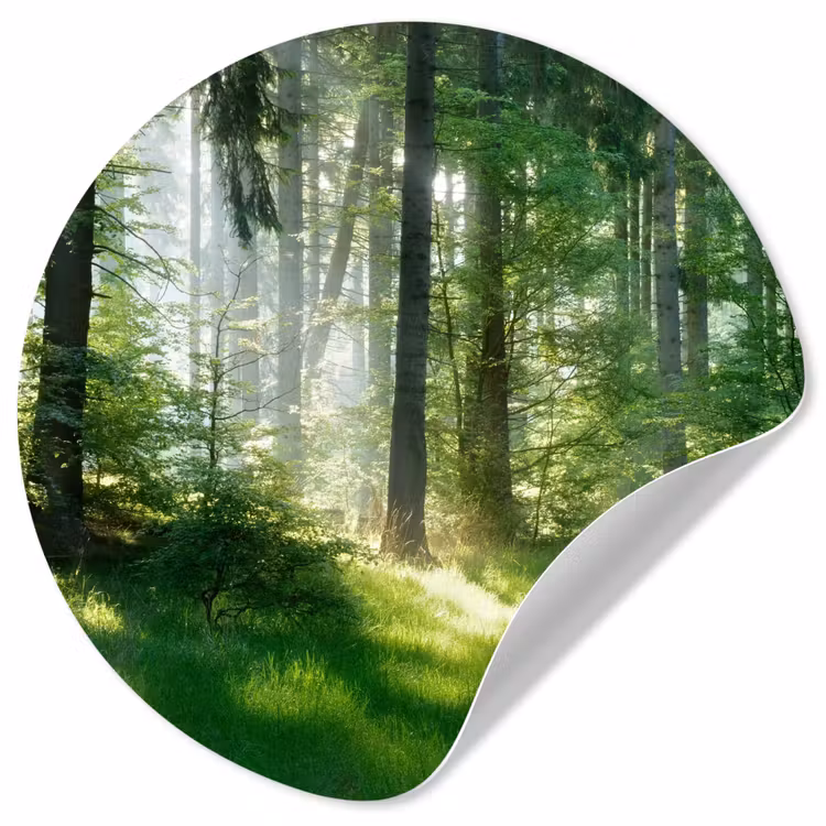 Behangcirkel - Natuur - Bomen - Bos - Groen - Zon - Gras - Planten — 1